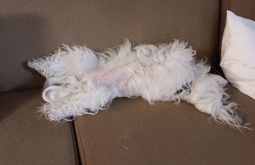 henry a nap.jpg